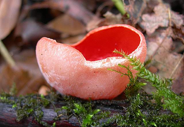 Nel  Regno  della  Jurana